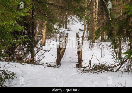 Spaziergang Pfad in einem Wald von grünen Pinien, Fichten und Kirschen im Winter Stockfoto