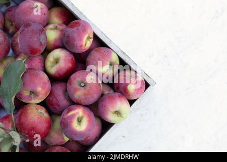 Rote Äpfel in Kiste auf Holz auf weißem Hintergrund. Draufsicht Stockfoto