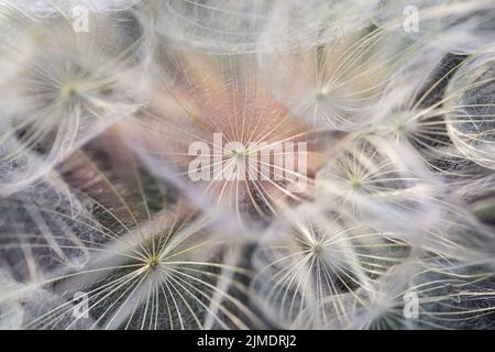 Dandelion flauschige Samen in durchbrochenem Muster auf abstraktem Hintergrund. Stockfoto