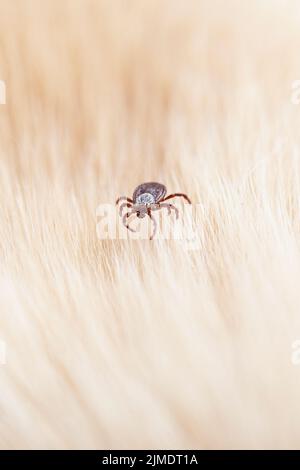 Infektiöse dermacentor Hund Zecken Arachnid Parasit auf verschwommenem Tierhintergrund Stockfoto