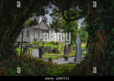 Natürlicher Baumrahmen mit Blick auf den Friedhof und die alten Ruinen der Muckross Abbey Stockfoto