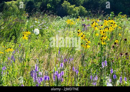 Ein Blick auf eine Wiese voller Schmetterlinge, die Blumen anzieht. Wiese in Waukesha Counnty, Wisconsin. Stockfoto