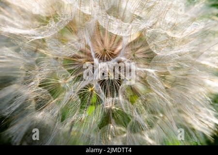 Eine Nahaufnahme der gelben Salsify oder Ziegenbart. Stockfoto