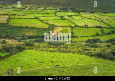 Rinder- und Schafherden grasen auf grünen Feldern. Bauernhöfe und Ackerland Stockfoto