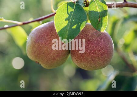 Zwei reife gelb-rosa Birnen hängen auf dem Baumzweig auf unscharfem natürlichen Hintergrund. Stockfoto