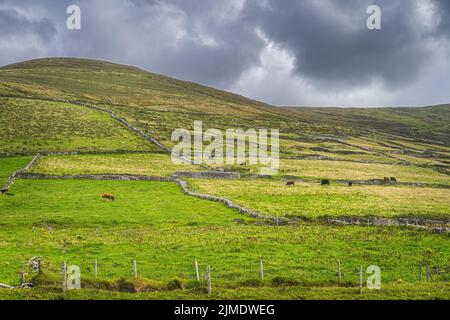 Herde von Kühen, die auf grünen Weiden am Berghang in Dingle grasen Stockfoto