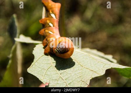 Eumorpha pandorus oder Sphinx Motte Raupe essen auf dem Blatt, im Frühjahr Stockfoto