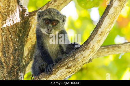 Weißkehliger Affe (Cercopithecus albogularis) in einem Baum, Kenia, Afrika Stockfoto