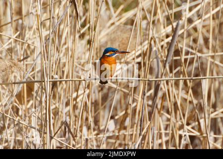 Ein gewöhnlicher Kingfischer (alcedo atthis) im Reed, Heilbronn, Deutschland Stockfoto