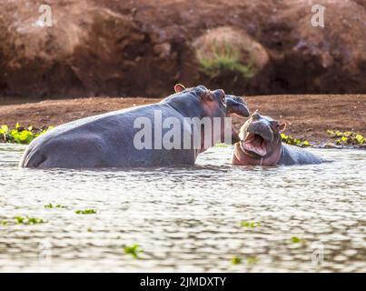 Hippo im Tsavo-West Nationalpark, Kenia, Afrika Stockfoto