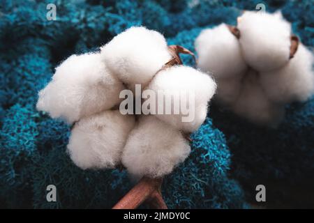 baumwollboll und blaues Moos aus nächster Nähe Stockfoto