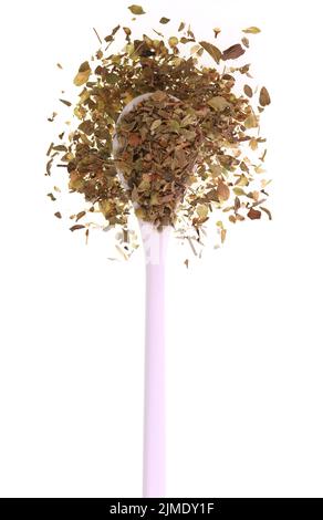 Der Oregano ist eine blühende Pflanze, Origanum vulgare, aus der Familie der Minzgewächse Lamiaceae, die im Mittelmeerraum beheimatet ist. Es ist ein kulinarisches Kraut Wid Stockfoto