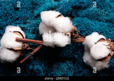 baumwollboll und blaues Moos aus nächster Nähe Stockfoto