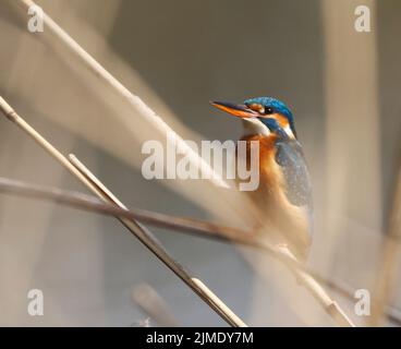 Ein gewöhnlicher Kingfischer (alcedo atthis) im Reed, Heilbronn, Deutschland Stockfoto