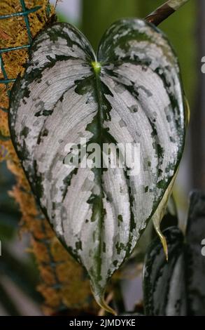 Nahaufnahme der grünen silbrigen Blätter von Philodendron Brandtianum, einer beliebten Zimmerpflanze Stockfoto