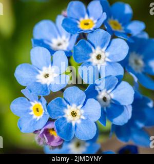 Myosotis alpestris oder Alpine Vergiss mich nicht Blumen Blumen Stockfoto