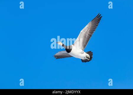 Barnacle Goose in Flight / Branta leucopsis Stockfoto