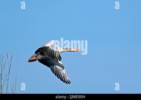 Graugans Erwachsener Vogel im Frühjahr Stockfoto