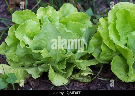 Salatpflanzen im Bio-Garten im Sommer, genannt Lactuca sativa Stockfoto