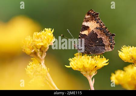 Heller, schöner Schmetterling mit Augen auf den Flügeln auf einer gelben Blume Stockfoto