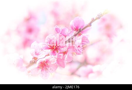 Wunderschöne rosa Pfirsichblüten in einem Garten Stockfoto