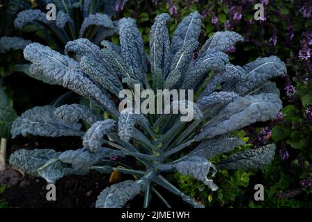 Kale-Kohl. Toskanischer Grünkohl oder schwarzer Grünkohl.Winterkohl auch als italienischer Grünkohl oder Lacinato bekannt. Stockfoto