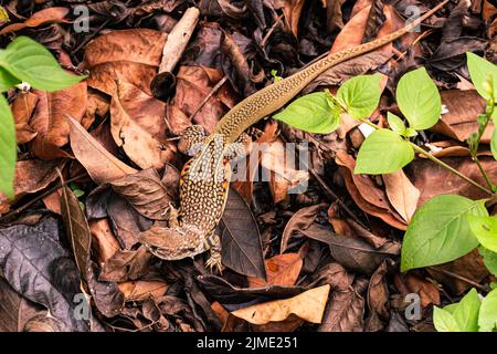 Draufsicht auf die Schmetterlingseidechse oder Leiolepis belliana. Stockfoto