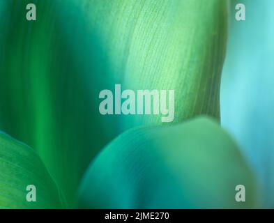 Maiglöckchen, Naturhintergrund. Nahaufnahme. Stockfoto