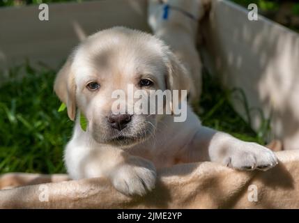 Labrador Welpenportrait Stockfoto