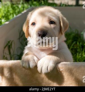 Labrador Welpenportrait Stockfoto