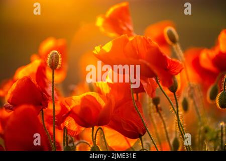 Rote Mohn Blumen blühen Stockfoto