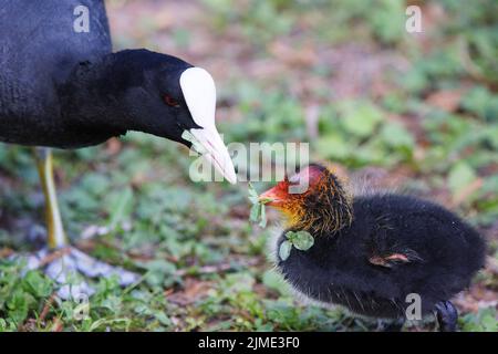 Ein Russ mit einem Küken im Park, Ziegeleipark Heilbronn, Deutschland, Europa - Stockfoto