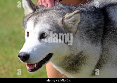 EXETER, DEVON - 18. MAI 2017 Devon County Agricultural Show - Hundeschau mit Handler, grünem Gras und Leine Stockfoto