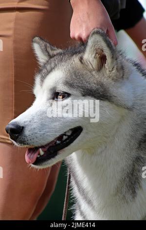 EXETER, DEVON - 18. MAI 2017 Devon County Agricultural Show - Hundeschau mit Handler, grünem Gras und Leine Stockfoto