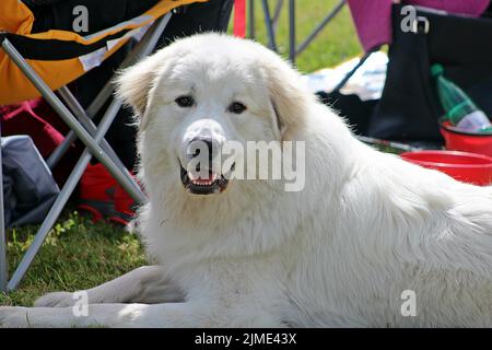 EXETER, DEVON - 18. MAI 2017 Devon County Agricultural Show - Hundeschau mit Handler, grünem Gras und Leine Stockfoto