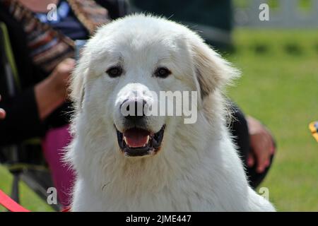 EXETER, DEVON - 18. MAI 2017 Devon County Agricultural Show - Hundeschau mit Handler, grünem Gras und Leine Stockfoto