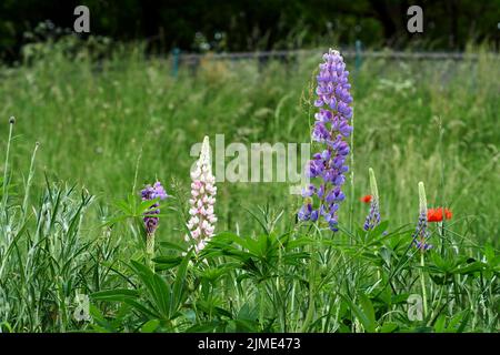 Verschiedene blühende Lupinenpflanzen, fotografiert im Sommer Stockfoto