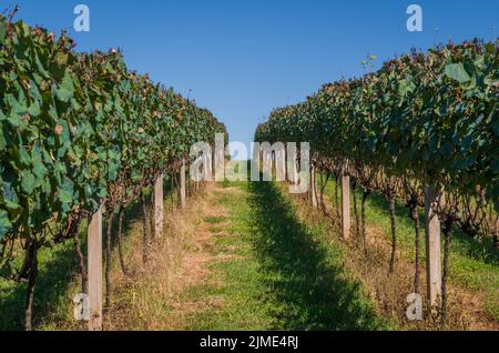 Weinberg der Trauben im Valle dos Vinhedos. Stockfoto