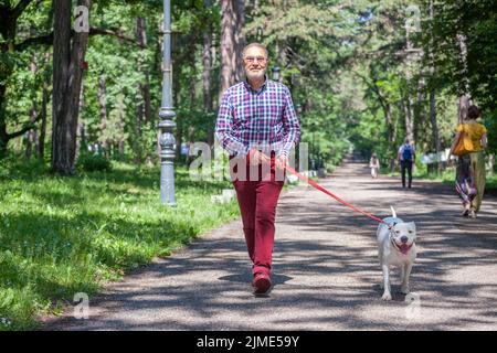 Älterer jüdischer Mann auf dem Parkpfad, der White Pitbull zu Fuß führt Stockfoto