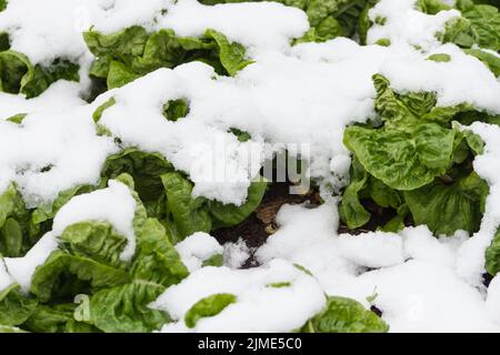 Salat im schneebedeckten Garten Stockfoto