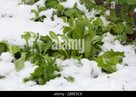 Zichorien-Sämlinge mit Schnee bedeckt Stockfoto