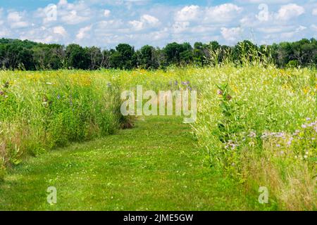 Ein Wanderweg, der an einem Sommertag im Waukesha County, Wisconsin, durch ein natürliches Feld mit wilden Blumen gemäht wurde. Stockfoto