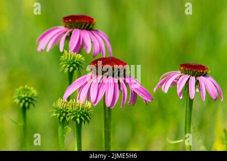 Eine Gruppe von purpurnen Koneblüten in verschiedenen Phasen der Blüte. Stockfoto