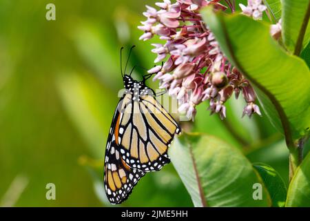 Ein Monarchschmetterling ernährt sich von einer gewöhnlichen Milchblüte auf einer Wiese im Waukesha County, Wisconsin. Stockfoto