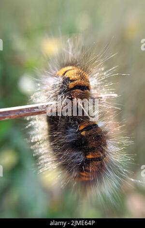 Makrobild der Hairy Raupe, aufgenommen im Gegenlicht. Hintergrundbeleuchtet von einer haarigen Raupe. Aufnahme mit geringer Schärfentiefe Stockfoto