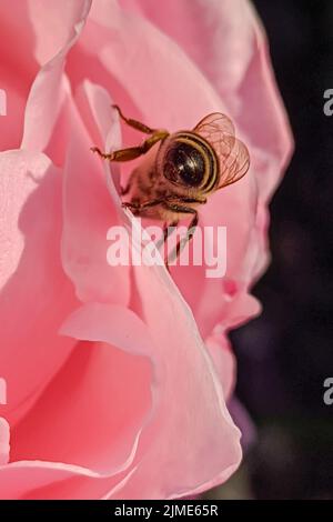 Makroaufnahme einer Honigbiene auf einer rosa Rose Stockfoto