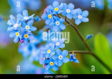 Myosotis alpestris oder Alpine Vergiss mich nicht Blumen Blumen Stockfoto