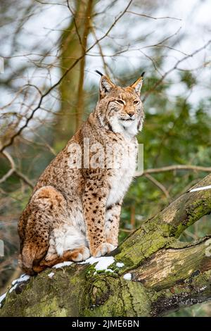 Eurasischer Luchs im Waldlebensraum Stockfoto