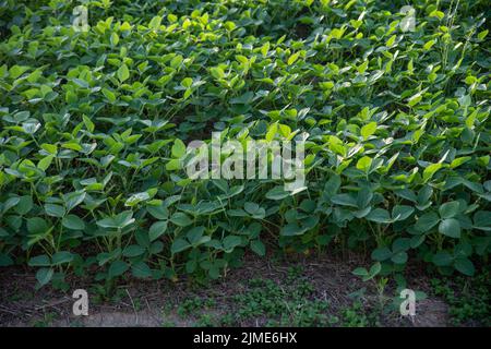 Nahaufnahme von saftig grünen Sojabohnenfeldern im natürlichen Sonnenlicht Natur Hintergrund Stockfoto
