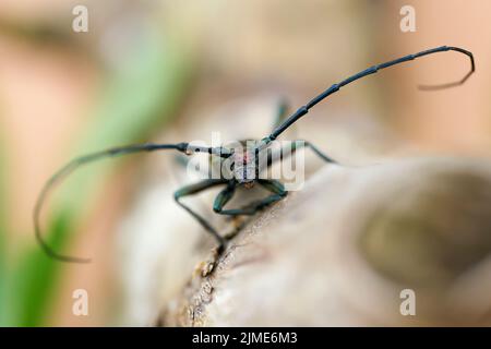 Vorderansicht eines Moschuskäfers (Aromia moschata) auf einem Baumstamm in freier Wildbahn im Sommer Stockfoto